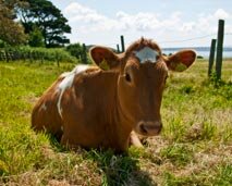 Photo of a Guernsey cow