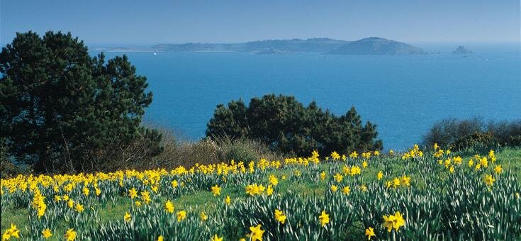 Field of daffodils on Guernsey