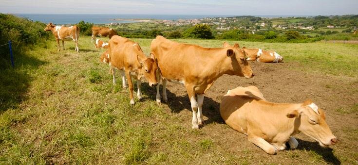 Guernsey cows in a field