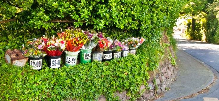 Honesty Flower Pots in St Pierre du Bois