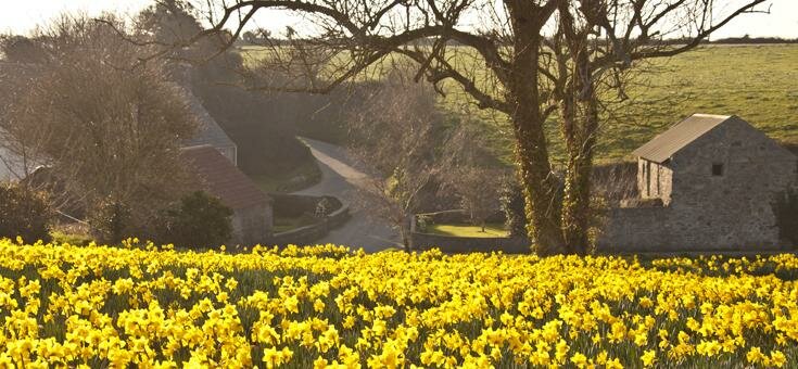 Field of daffodils in Guernsey