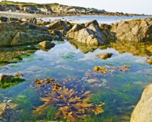 L'Eree rockpools in Guernsey