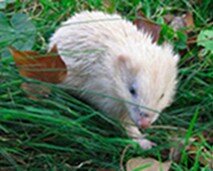 photo of blonde hedgehog in Alderney